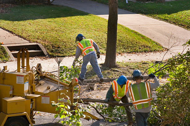 Trusted Heritage Village, CT Tree Removal and Landscaping Services Experts